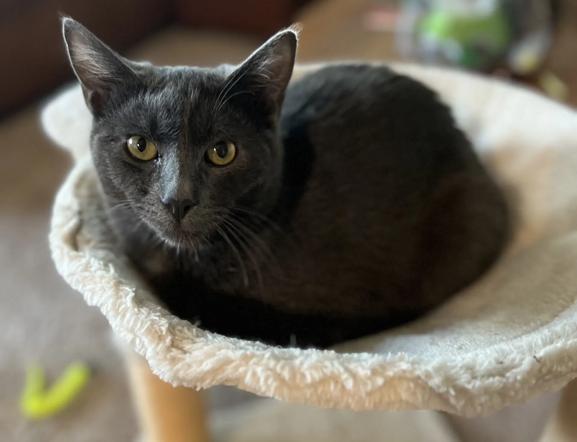 Coal - Domestic Short Hair