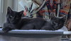Coal - Photo 3