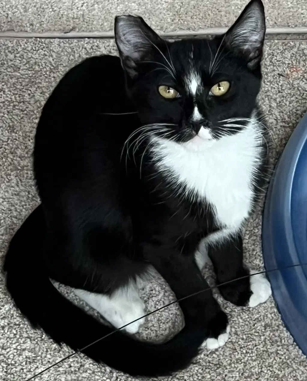 Mamba - Domestic Short Hair