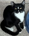 adoptable Cat in San Jose, CA named Mamba