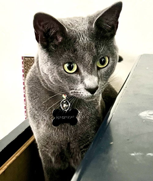 PANCAKE - Domestic Short Hair available for adoption