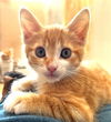 adoptable Cat in  named Mandarin