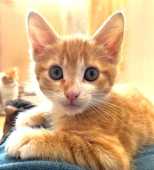 picture of the cat needing adoption