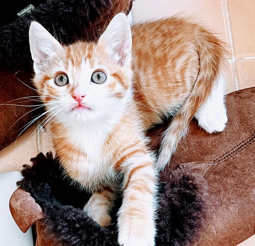 picture of the cat needing adoption