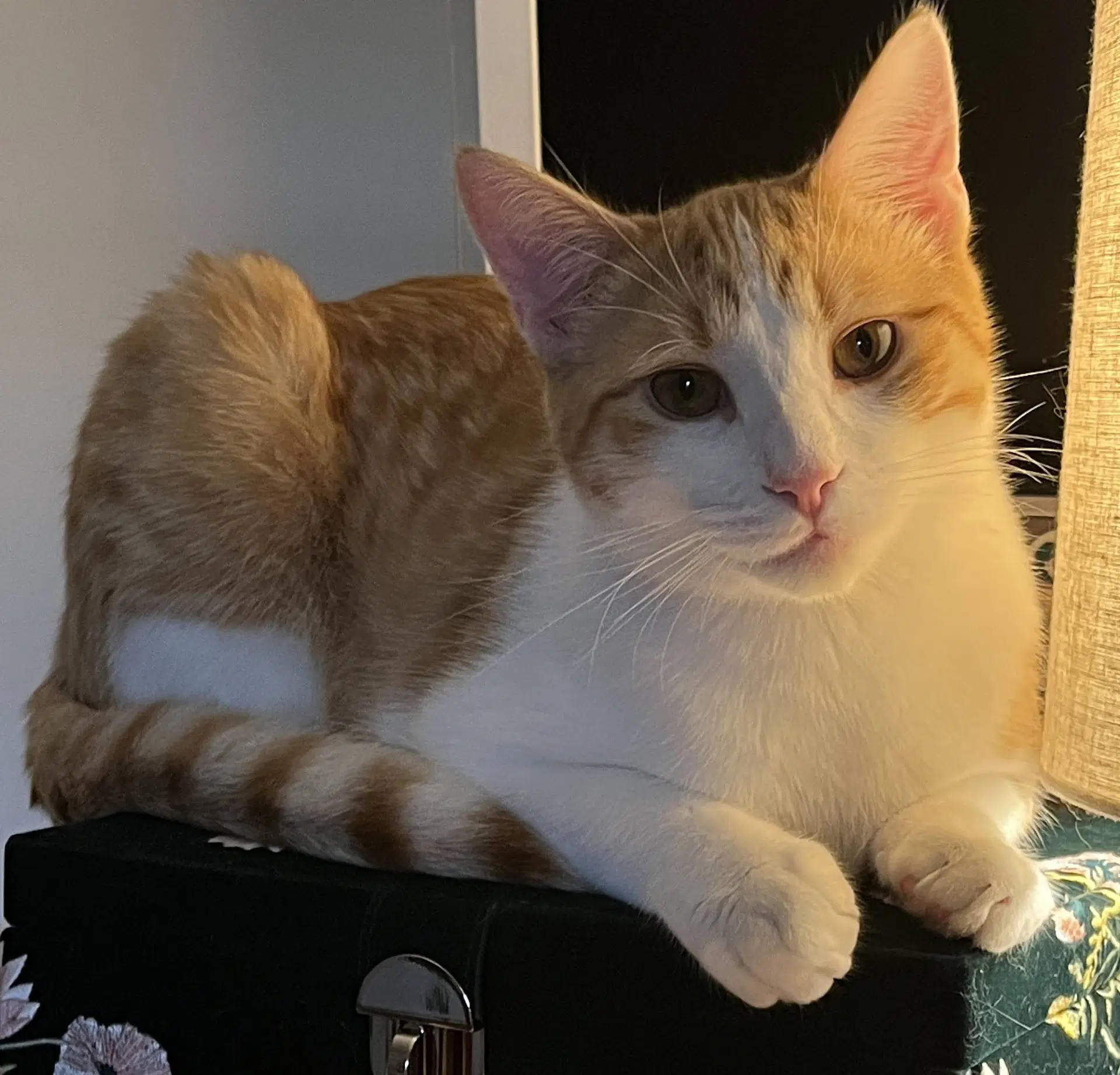 Tangelo - Domestic Short Hair