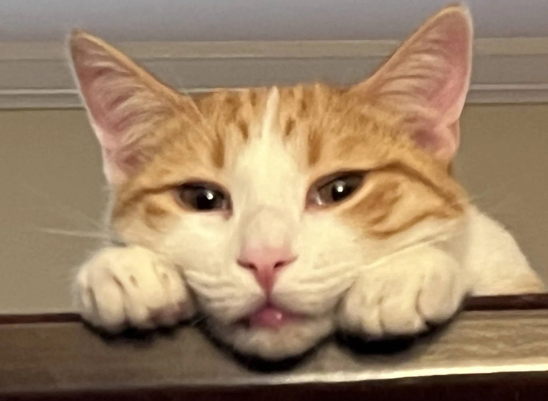Tangelo image 2