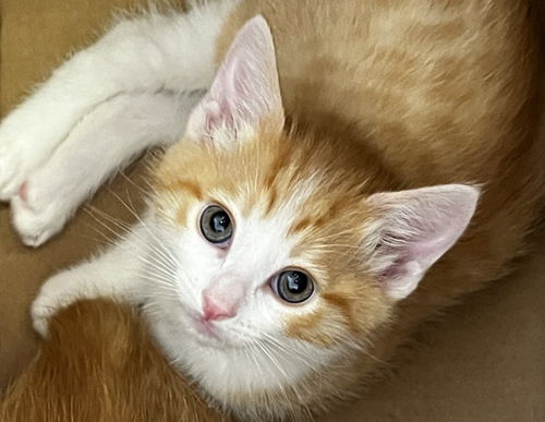 picture of the cat needing adoption