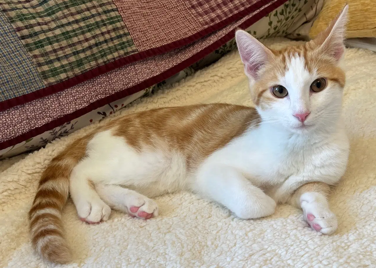 Yuzu - Domestic Short Hair