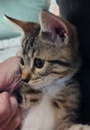 adoptable Cat in San Jose, CA named Doodle