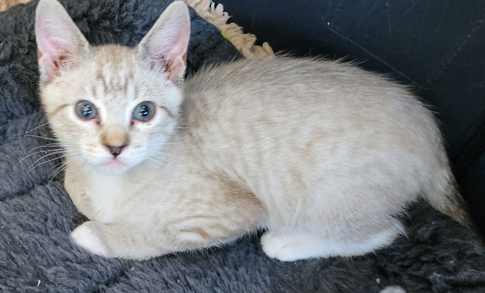 adoptable Cat in San Jose, CA named Schnoodle