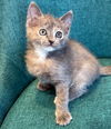 adoptable Cat in San Jose, CA named Lala