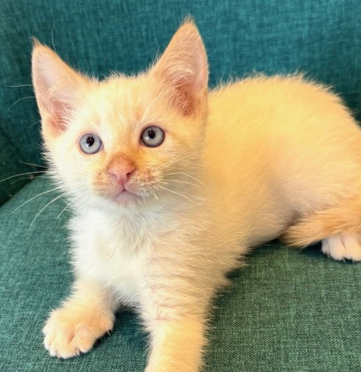 adoptable Cat in San Jose, CA named Bubu