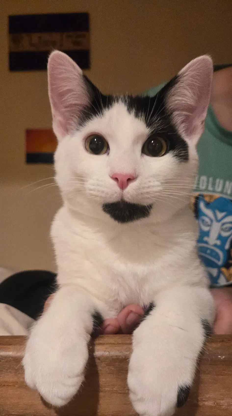 Muppet - Domestic Short Hair