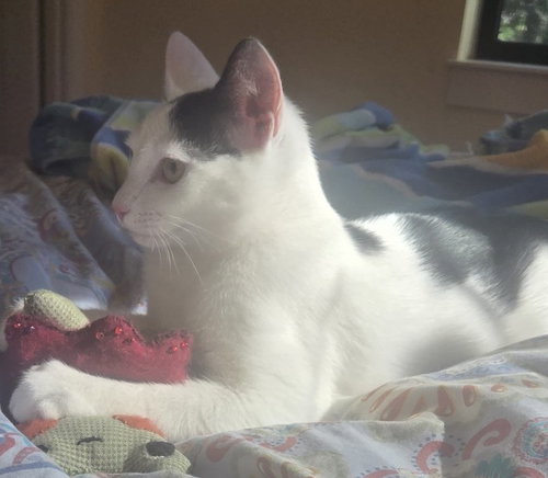MOO - Domestic Short Hair available for adoption