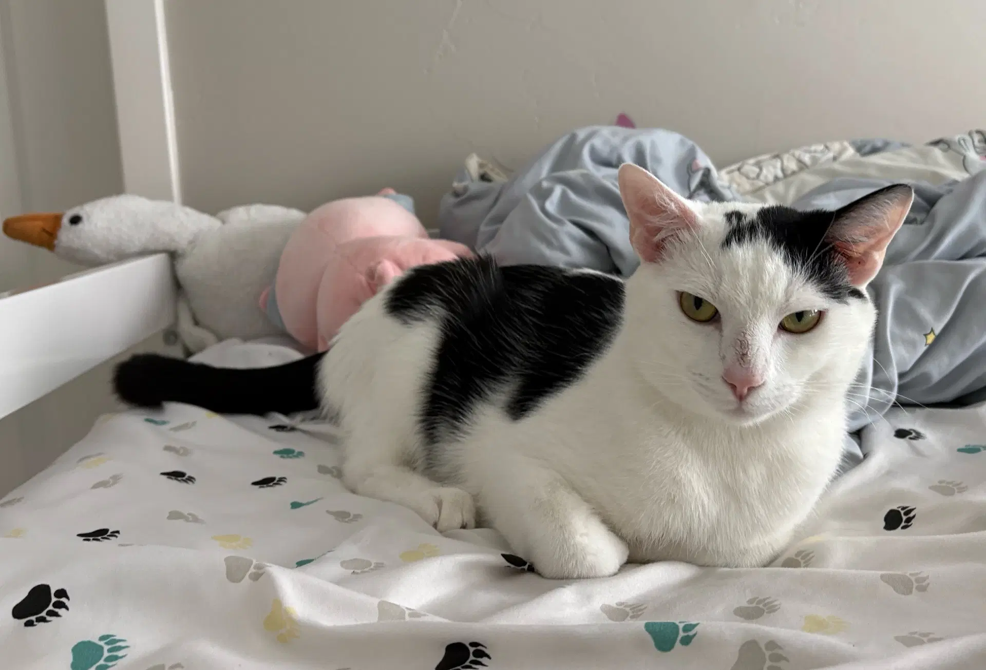 Moo image 2