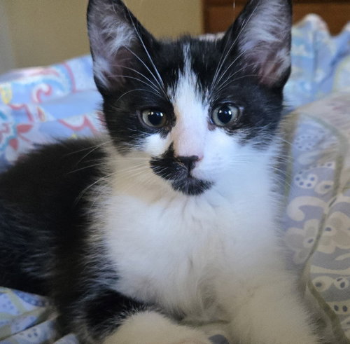 picture of the cat needing adoption