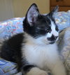Pepper - Photo 4