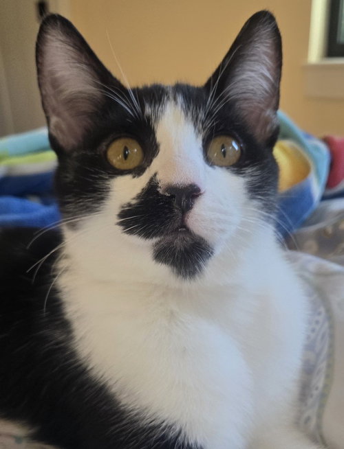 PEPPER - Domestic Short Hair available for adoption