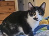 Pepper - Photo 5