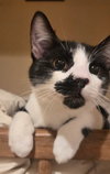 Pepper - Photo 1