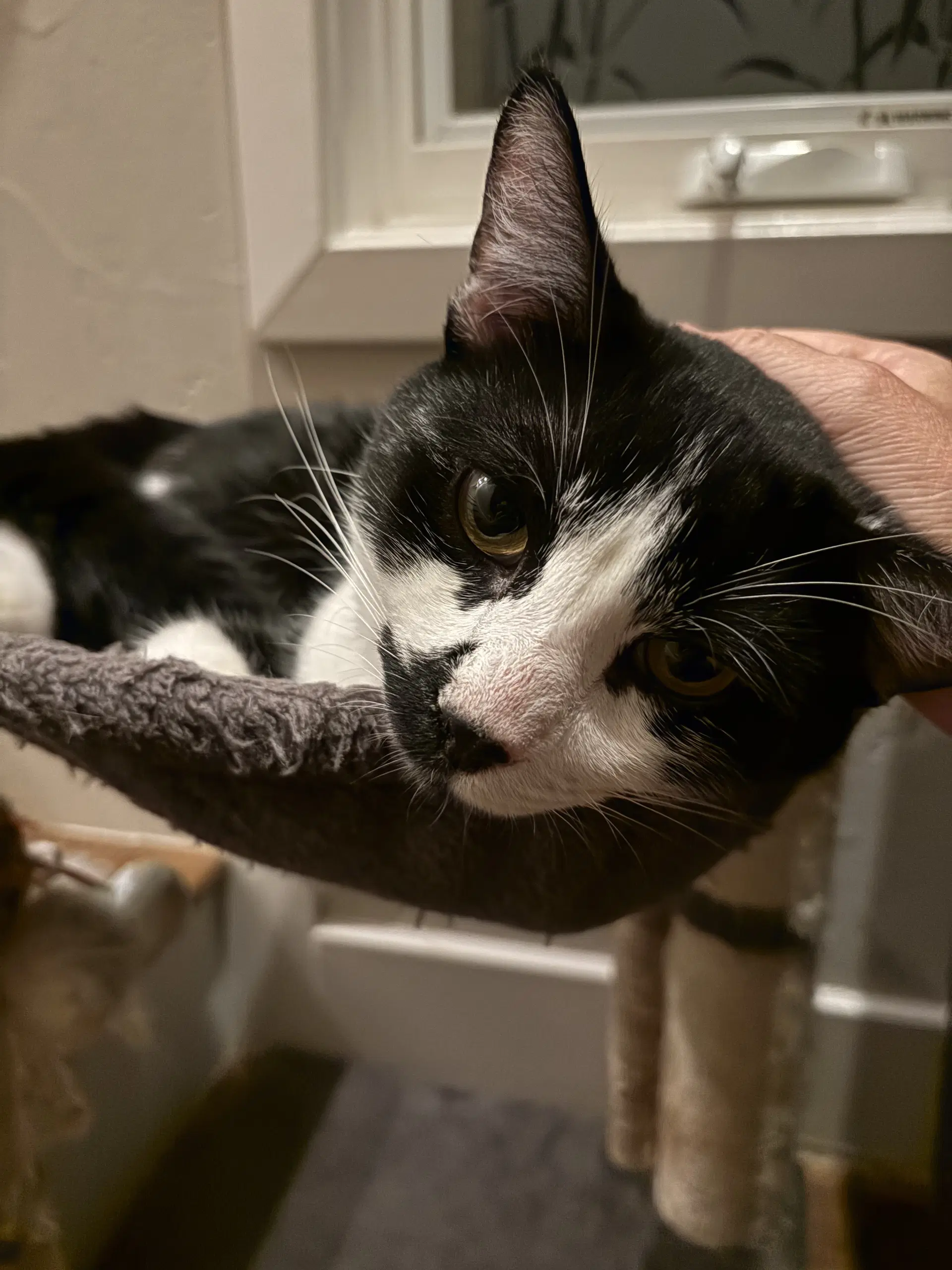Pepper - Domestic Medium Hair