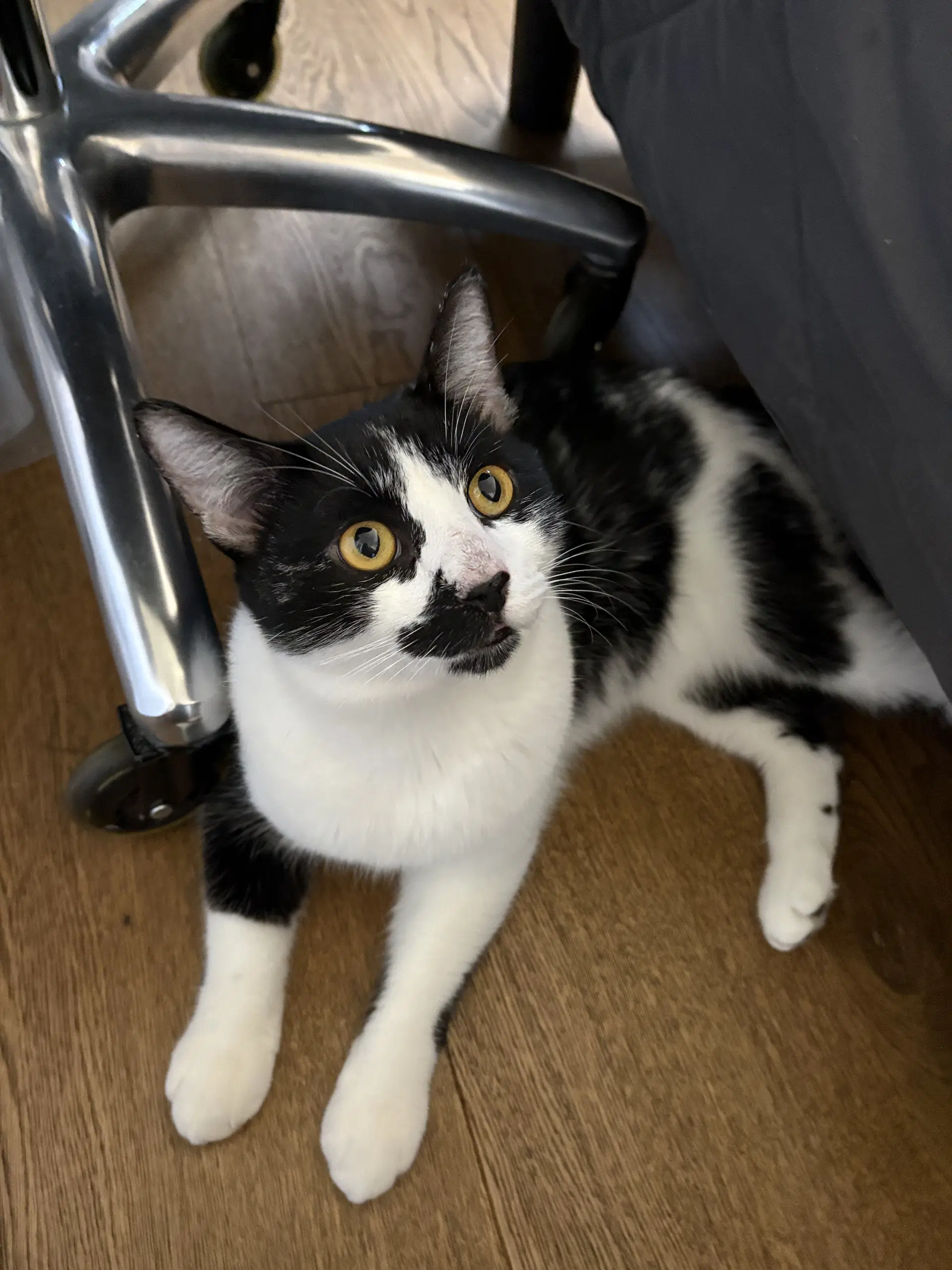 Pepper image 2