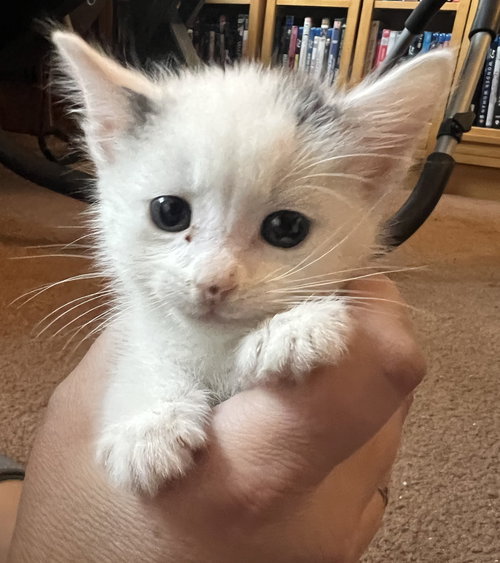 picture of the cat needing adoption