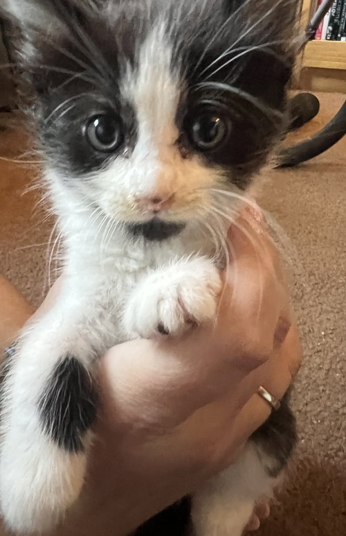 picture of the cat needing adoption