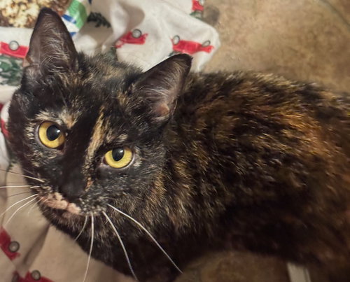 Luna, an adoptable Domestic Short Hair in San Jose, CA