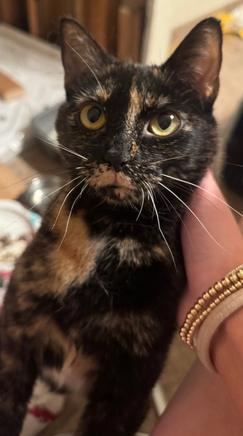Luna, an adoptable Domestic Short Hair in San Jose, CA