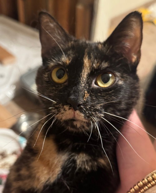 Tuesday, Young Domestic Short Hair / Mixed (short coat), cat for adoption in Cupertino, California