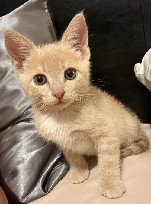 Lollipop, an adoptable Domestic Short Hair in San Jose, CA