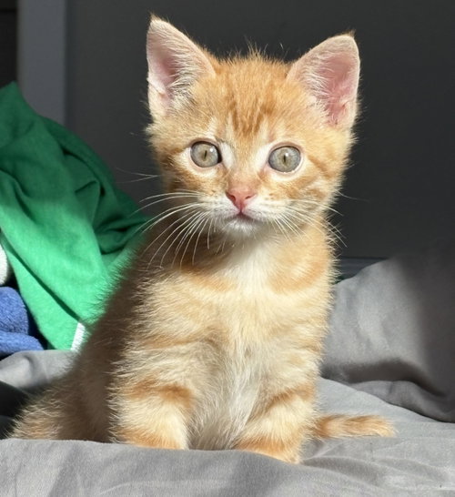 Creamsicle, an adoptable Domestic Short Hair in San Jose, CA