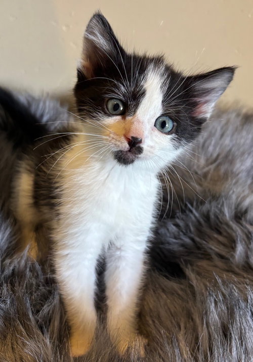 Bill, an adoptable Domestic Short Hair in San Jose, CA