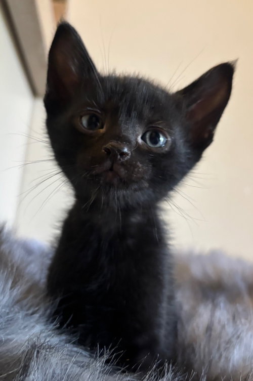 Arthur, an adoptable Domestic Short Hair in San Jose, CA