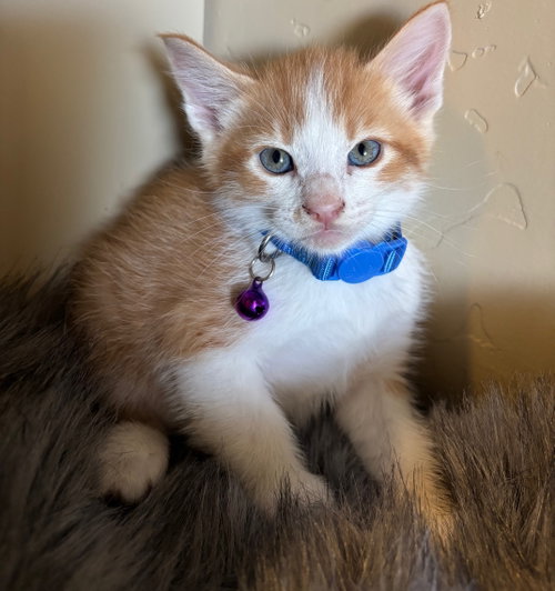 Charlie, an adoptable Domestic Short Hair in San Jose, CA