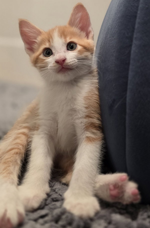 Chester