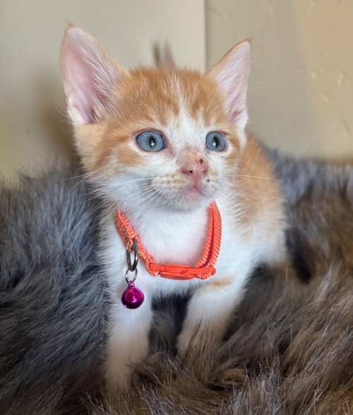 Percy, an adoptable Domestic Short Hair in San Jose, CA