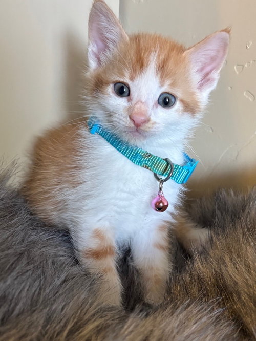 Fred, an adoptable Domestic Short Hair in San Jose, CA