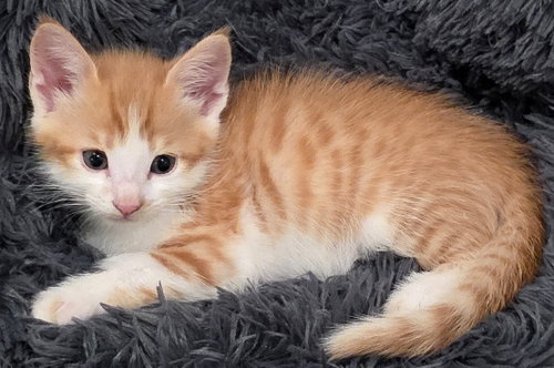 Tig, Baby Domestic Short Hair / Mixed (short coat), cat for adoption in Santa Clara, California