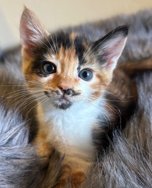 Molly, an adoptable Domestic Short Hair in San Jose, CA