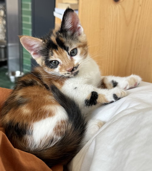 Molly, Baby Domestic Short Hair / Mixed (short coat), cat for adoption in Livermore, California