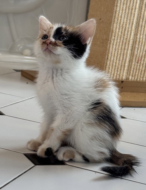 Lily