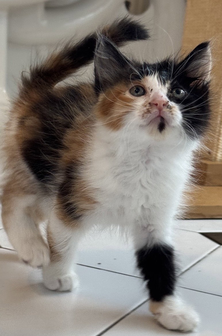 Lily