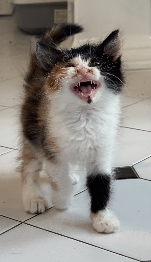 Lily