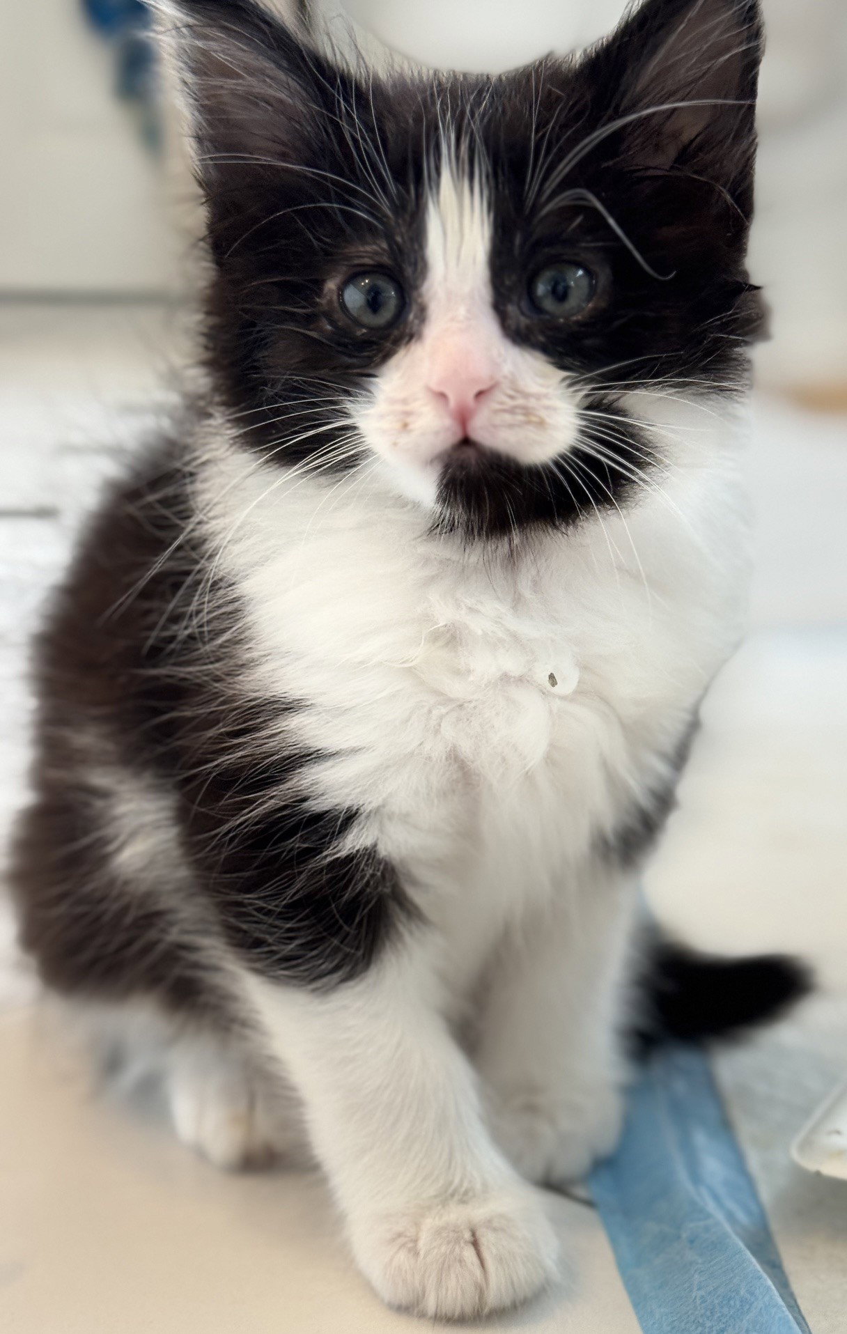 Sirius