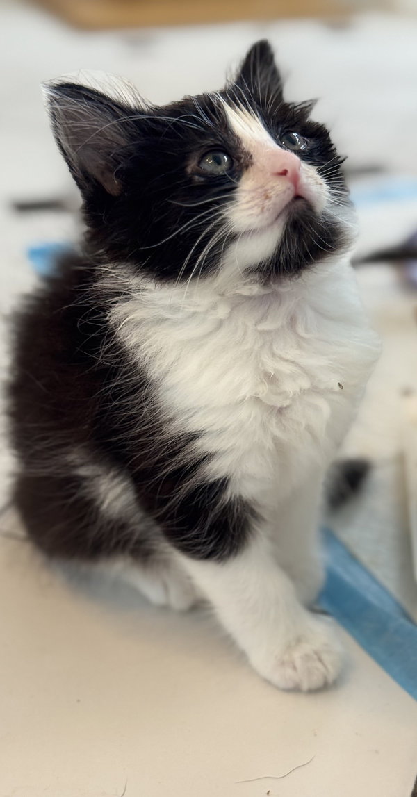 Sirius