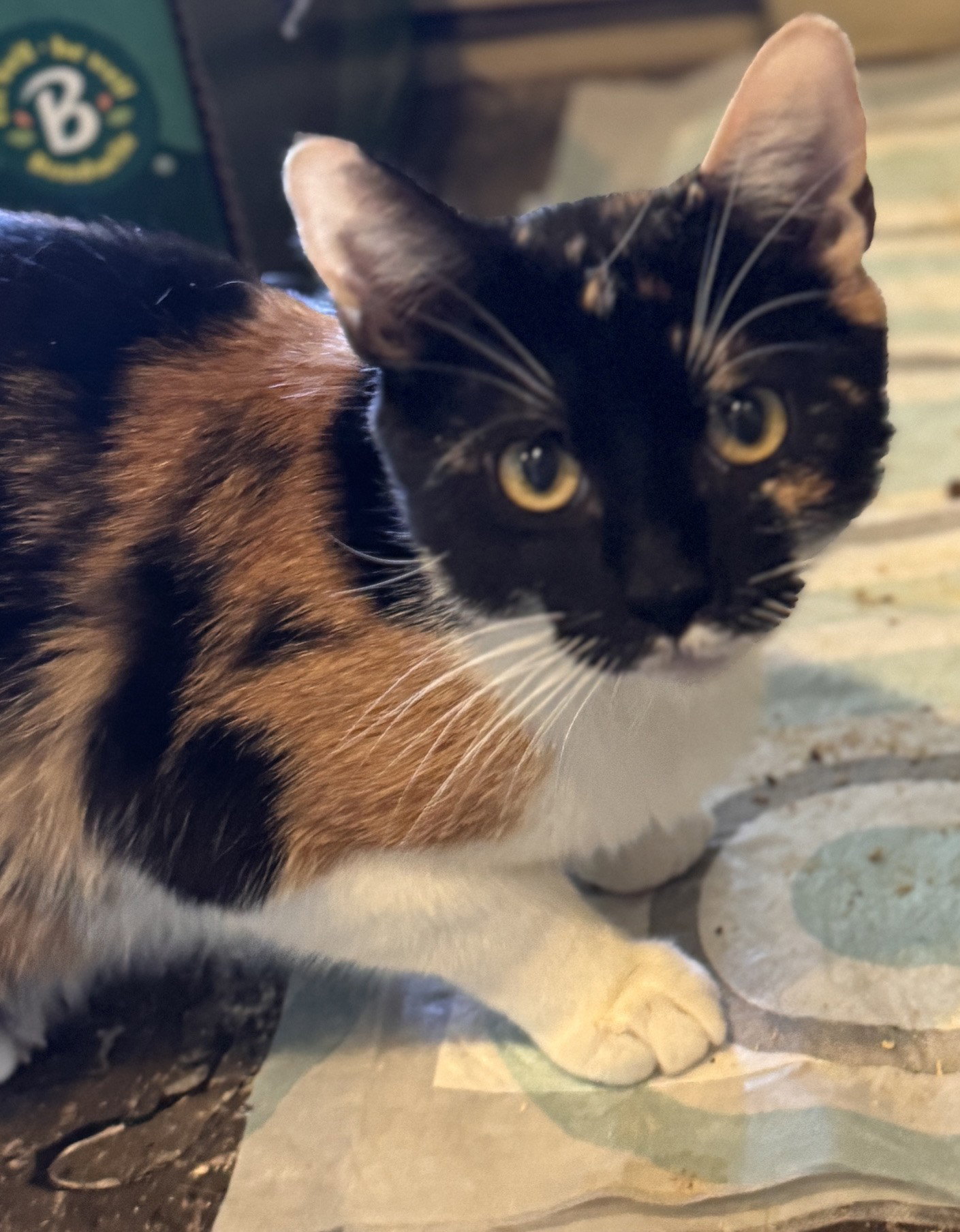 Tina