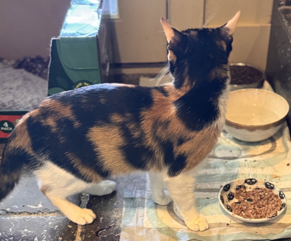 Tina