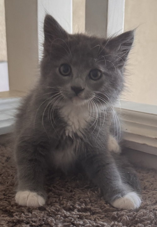 Gucci, Baby Domestic Long Hair / Mixed (short coat), cat for adoption in Cupertino, California